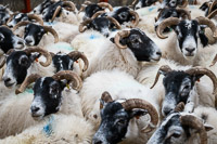 Border Ewe Sale-01